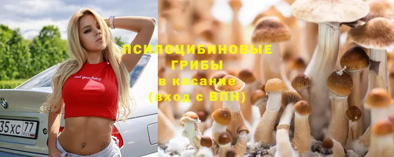 Галлюциногенные грибы Cubensis  хочу наркоту  Краснокамск 